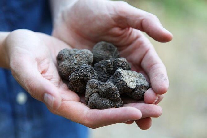 Truffle Hunting in Provence - Exploring Truffle Hunting in Provence: A Practical Guide