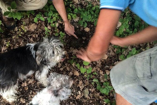 Truffle Hunting in Provence - Key Points