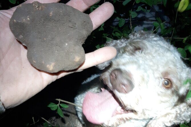 Truffle Hunting in San Miniato in Tuscany with Tasting - Exploring the Truffle Hunting Experience in Tuscany