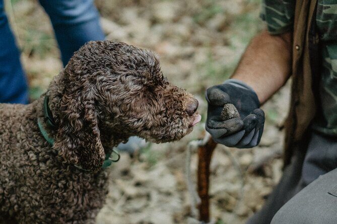 Truffle Hunting in Tuscany - Truffle Hunting in Tuscany: An Authentic Taste of Italy’s Hidden Treasure