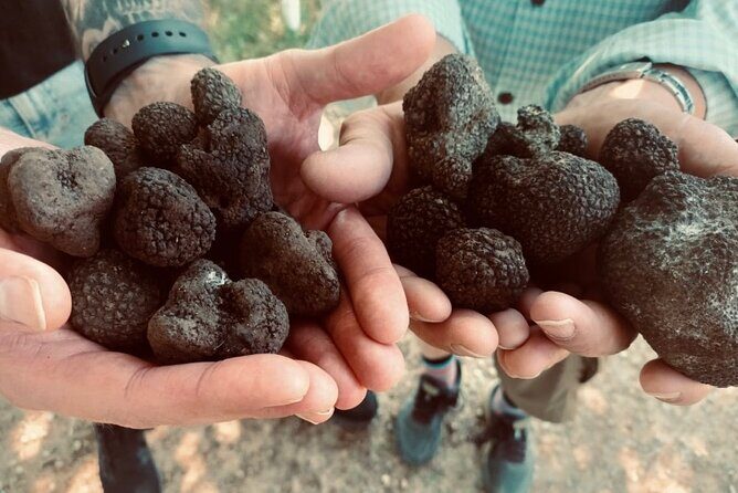 Truffle Hunting in Tuscany - Who Will Love This Tour?