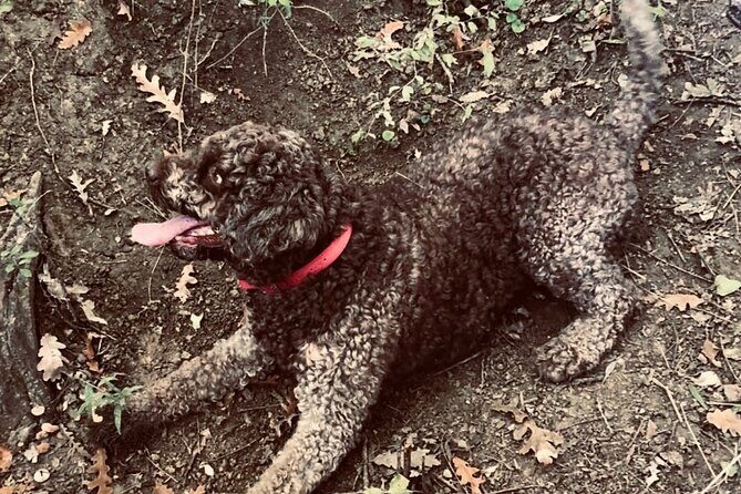 Truffle Hunting in Tuscany - The Sum Up