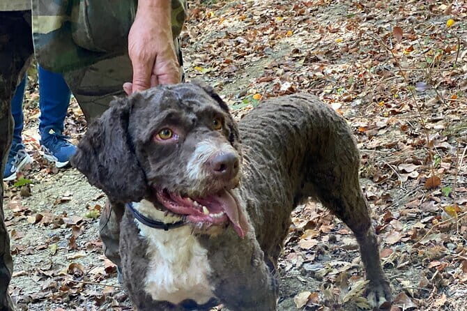 Truffle Hunting in Tuscany - Who Will Love This Tour?