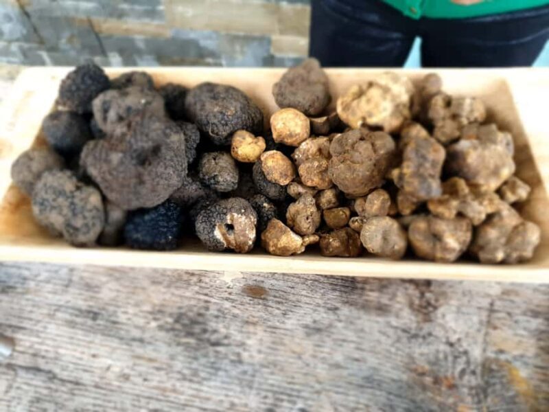 Truffle Hunting & Istrian Gems: Motovun & Opatija Day Trip - Who Is This Tour For?