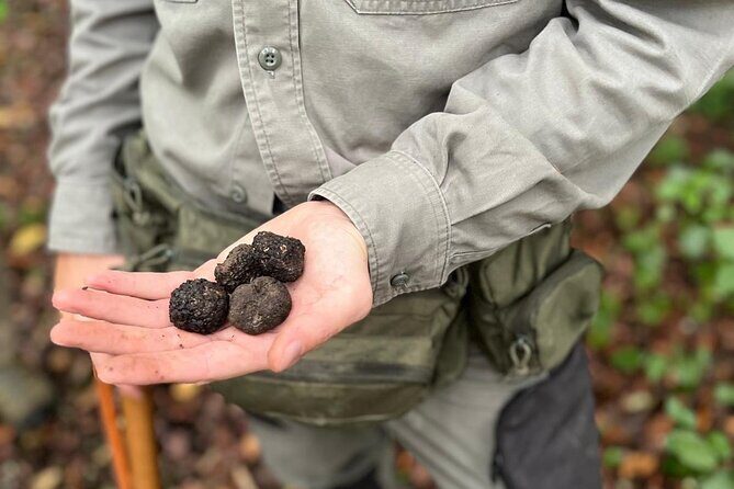Truffle Hunting, Lunch & Cooking Class in Rome's Countryside - What We Love About This Tour