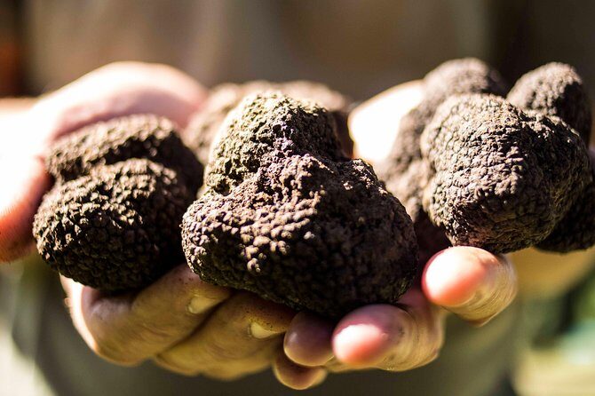 Truffle hunting near Rome - Key Points
