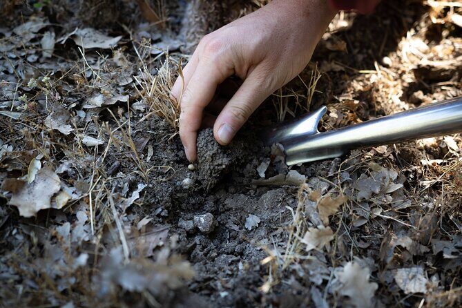 Truffle Hunting & Truffle Cooking Class - The Sum Up: Is This Tour for You?