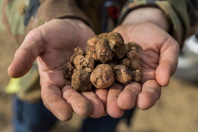 Truffle Hunting & Truffle Cooking Class - FAQ
