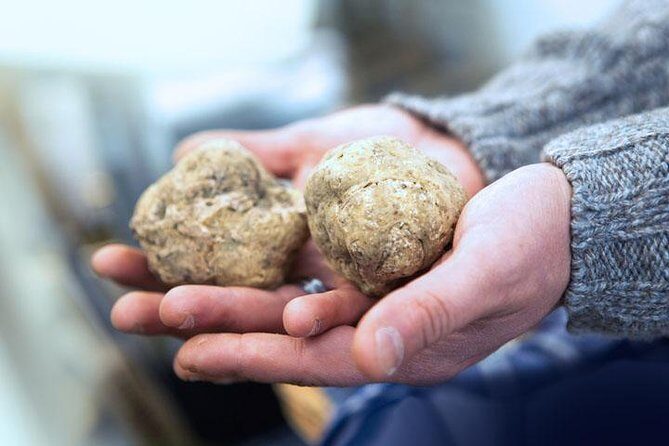Truffle Hunting & Wine Tasting In Istria (private V.i.p. Tour) - A Detailed Look at the Truffle Hunting & Wine Tasting Tour