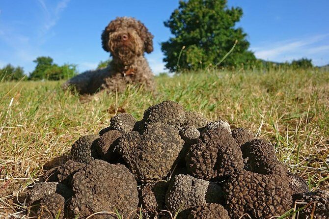Truffle Hunting with Tasting Included - Umbria, Italy - A Genuine Look at Truffle Hunting in Umbria
