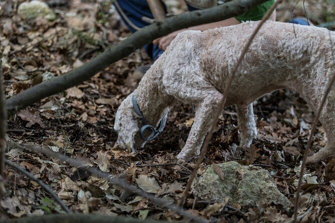 Truffle Lunch & Hunting Experience in San Gimignano - A Deep Dive into a Truly Tuscan Adventure