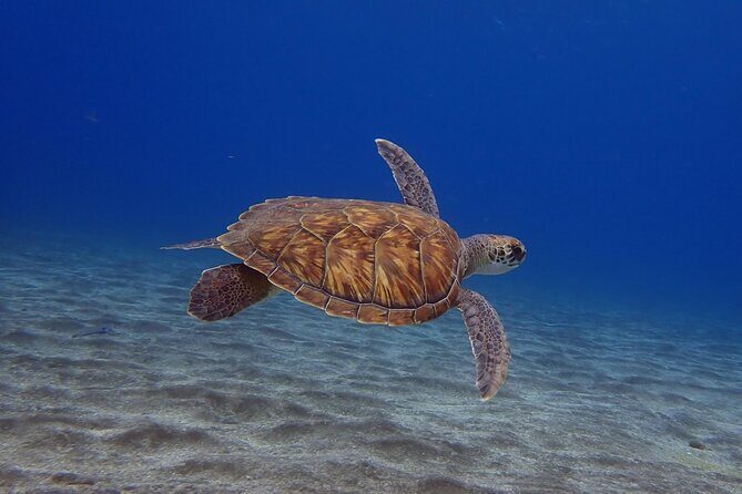 Try Dive in Abades Bay with a private instructor - Key Points