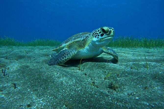 Try Dive in Abades Bay with a private instructor - Practical Details and Considerations