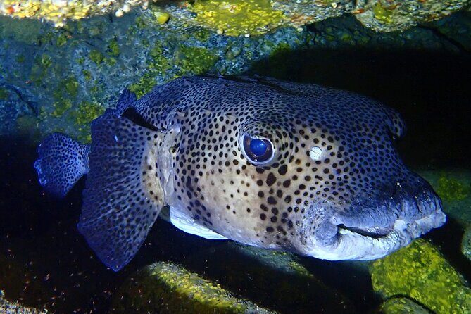 Try Dive in Abades Bay with a private instructor - Who Should Consider This Tour?