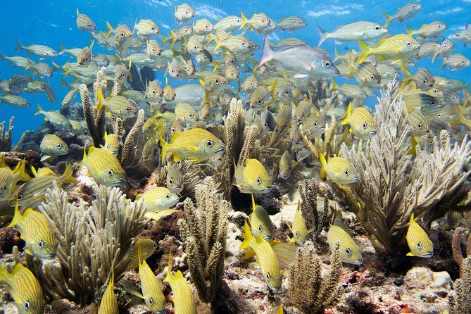 Try Dive in Cancun Underwater Museum - Who Should Consider This Tour?