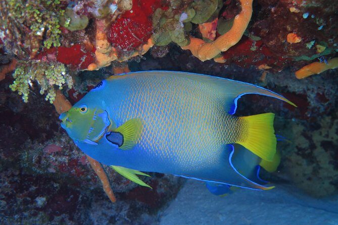 Try dive in Cozumel island - Key Points