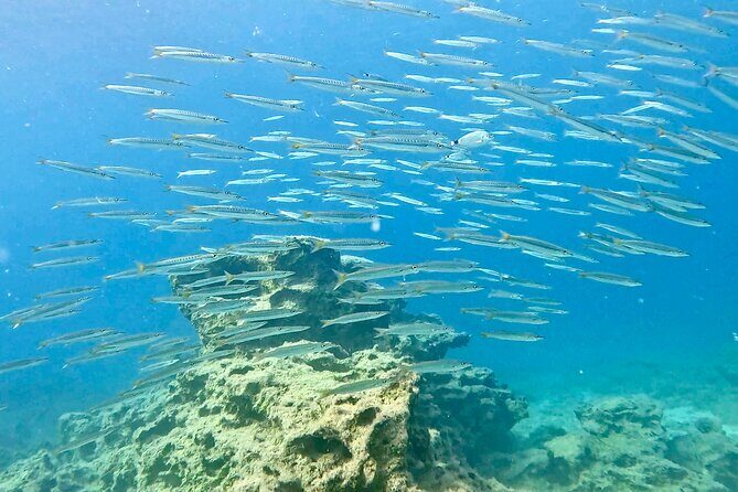Try Dive - Scuba Diving with a private guide, incl. photos - Key Points