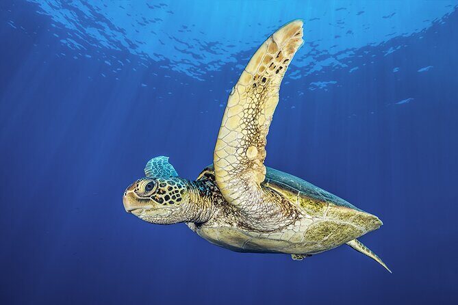 Try Dive - Scuba Diving with a private guide, incl. photos - Final Thoughts: Who Should Consider This?
