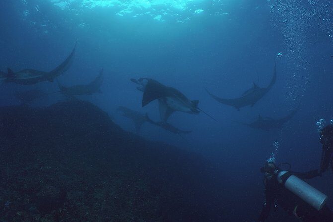 Try Dive with Manta Rays in Bali - Key Points