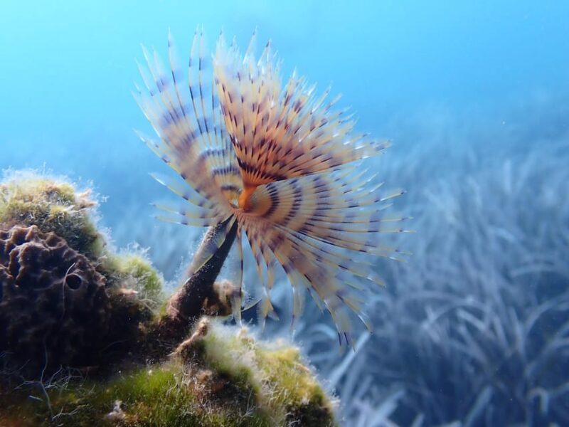 Try Diving Adventure - FAQs