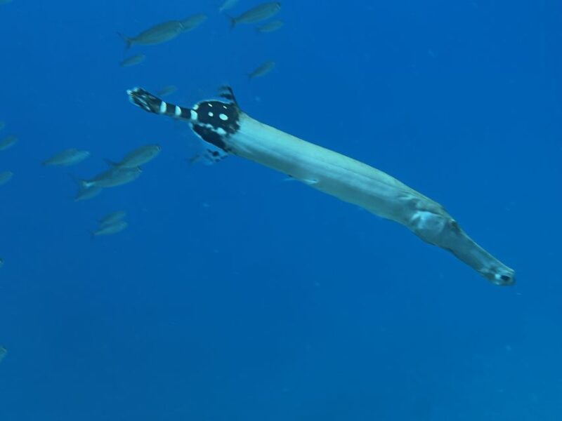 Try diving for the first time in turtle area - Why this experience stands out