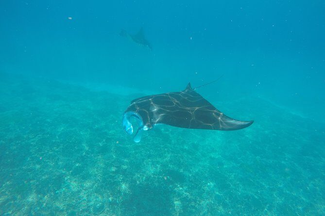 Try Diving in Manta Point - Nusa Penida - Key Points