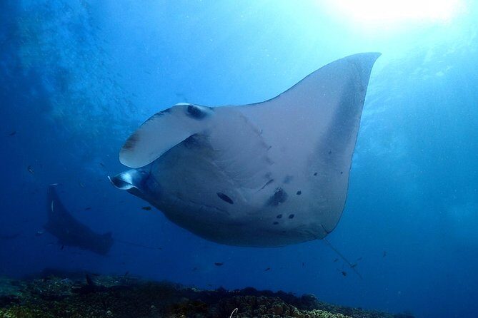 Try Diving in Manta Point - Nusa Penida - Exploring the Experience