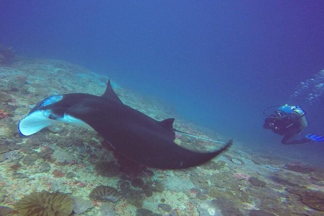Try Diving in Manta Point - Nusa Penida - Final Thoughts
