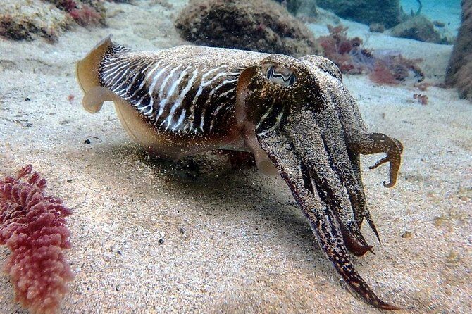 Try Scuba Diving | 2 dives - Why We Think This Tour Works