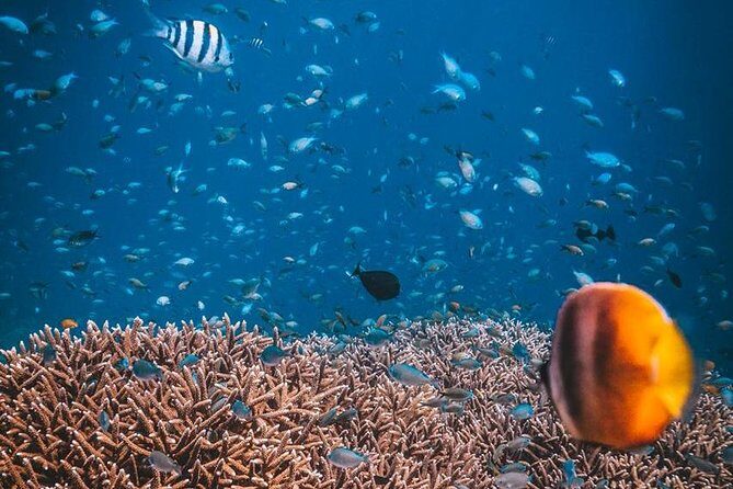 Try Scuba Diving - An Honest Look at the Experience