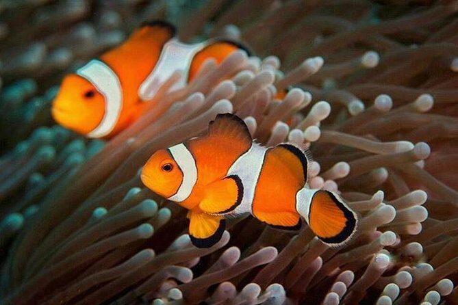 Try Scuba Diving - Why It’s a Great Choice for First-Time Divers