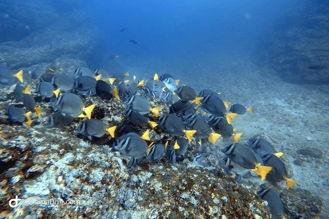 Try Scuba Diving / Basic Diver - An In-Depth Look at the Experience