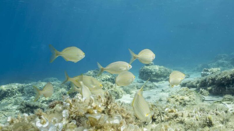 Try Scuba Diving from Boat in Budva - Budva Diving Center - A Detailed Look at the Try Scuba Diving Experience