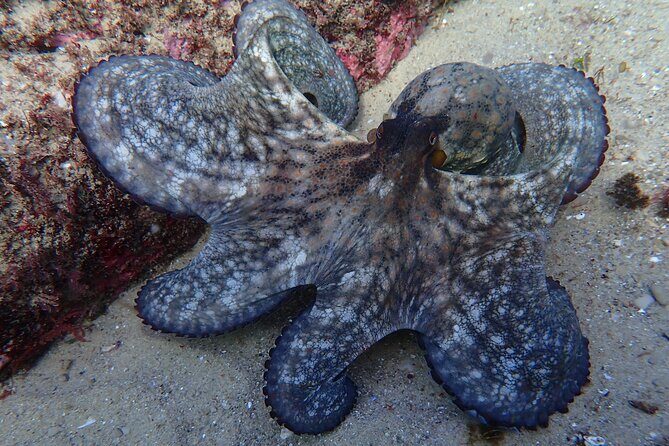 Try Scuba Diving in Arrabida Natural Park (Near Lisbon) with pictures - The Location: Why Arrabida Natural Park?