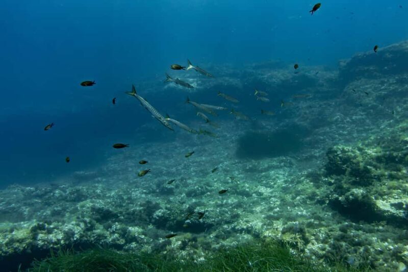 Try Scuba Diving in Cala d'Or  No Experience Needed - The Sum Up