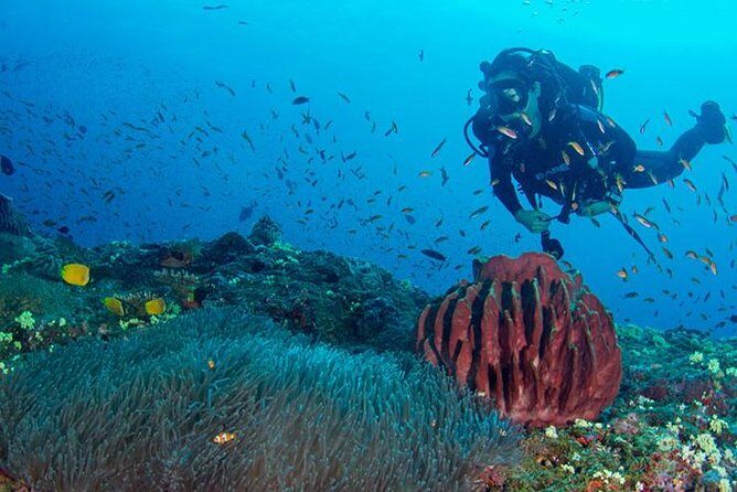 Try Scuba Diving In Havlock - Try Scuba Diving in Havelock: A Primer for First-Timers