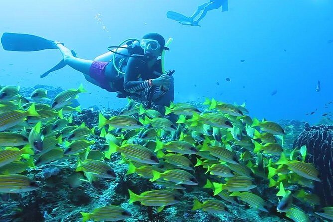 Try Scuba Diving In Havlock - Pricing and Value