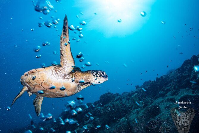 Try Scuba Diving in Kauai From a Boat for Non-Certified Divers - Final Thoughts