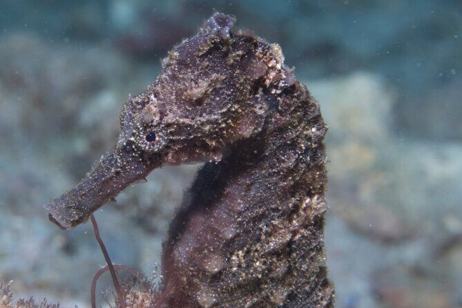 Try Scuba Diving in Kauai: No Experience Needed - Practical Considerations