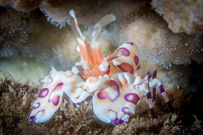 Try Scuba Diving in Kauai: No Experience Needed - Who Will Appreciate This Experience?