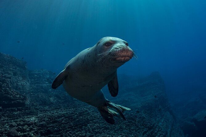 Try Scuba Diving in Kauai: No Experience Needed - FAQs