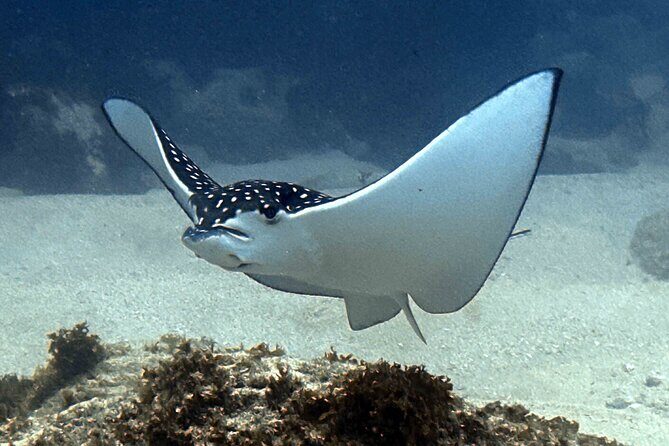 Try Scuba Diving in Kauai: No Experience Needed - The Sum Up