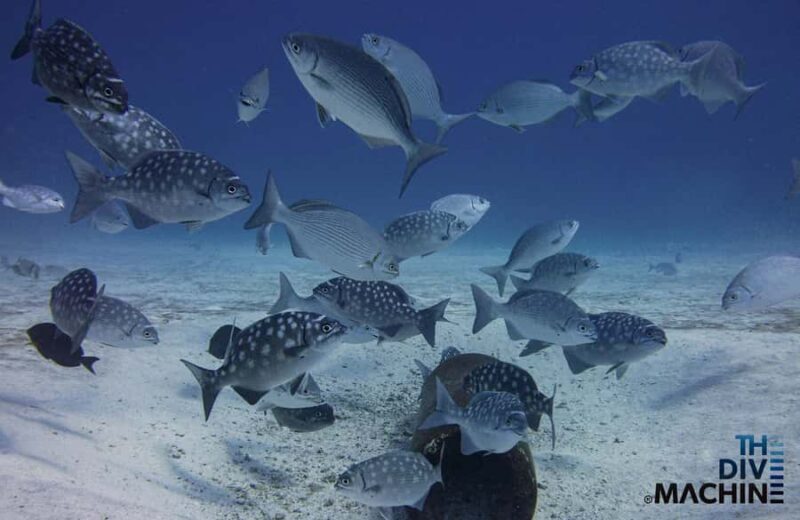 Try Scuba Diving in Playa del CarmenDive Machine Experience - Pricing and Value