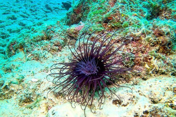 Try Scuba Diving in Split - A Closer Look at the Experience