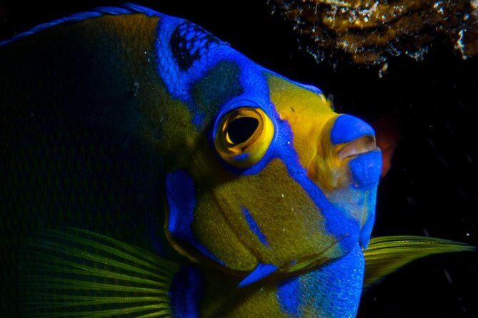 Try Scuba Diving - No previous experience! - The Sum Up: Why Choose This Tour?