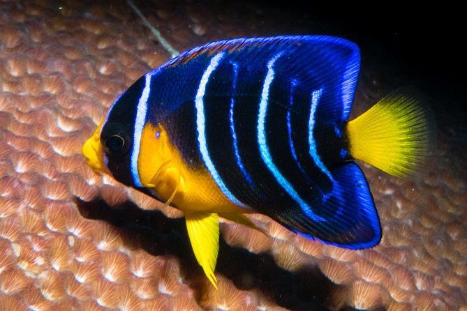 Try Scuba Diving - No previous experience! - FAQ