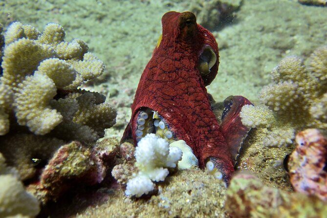 Try Scuba Diving on Kauai with Sea Turtles - Key Points