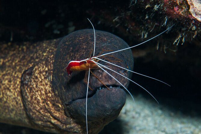 Try Scuba Diving on Kauai with Sea Turtles - An Authentic Underwater Adventure on Kauai