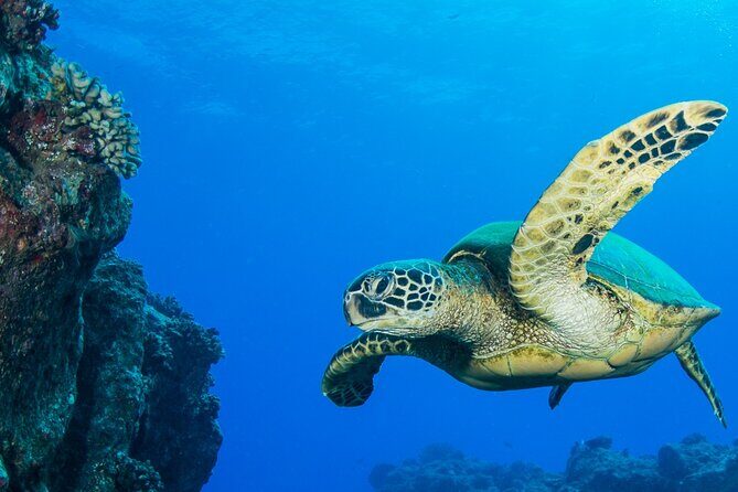 Try Scuba Diving on Kauai with Sea Turtles - Who Should Consider This Experience?