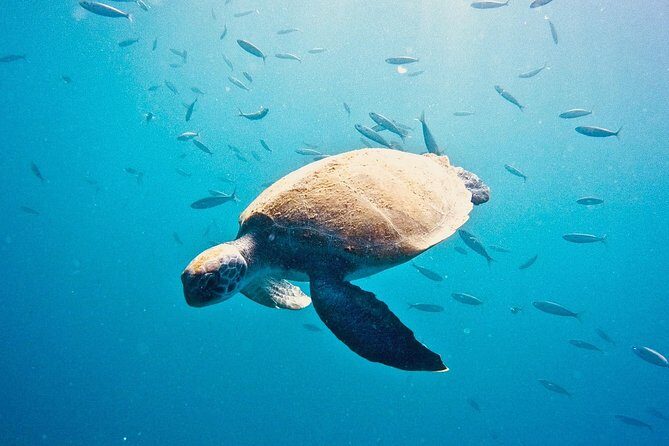 TRY SCUBA DIVING with a Dedicated Instructor - Exploring Tenerife’s Underwater World — What You Can Expect